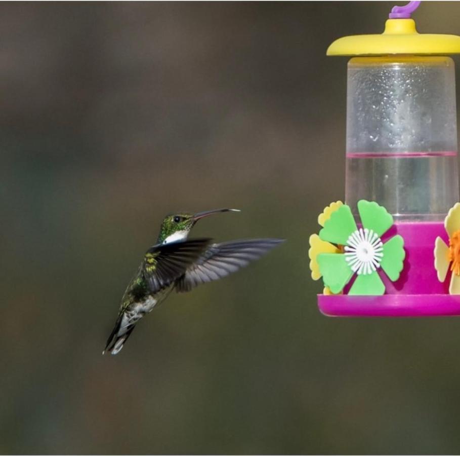 El Colibri Cabanas De La Naturaleza Трелью Екстер'єр фото